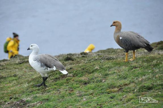 Um casal de gansos observa o movimento de turistas em Carcass Island, no noroeste das Ilhas Malvinas